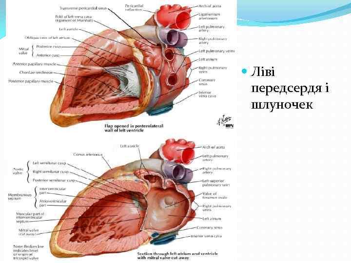  Ліві передсердя і шлуночек 