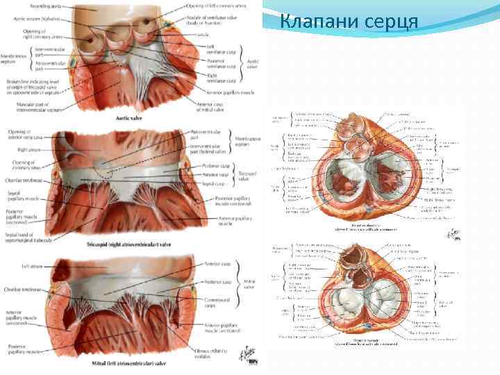 Клапани серця 