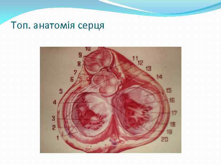 Топ. анатомія серця 
