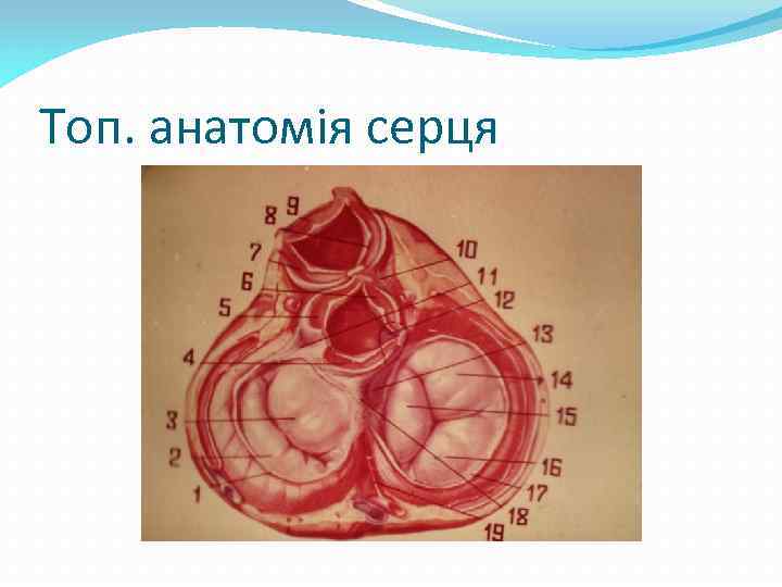 Топ. анатомія серця 
