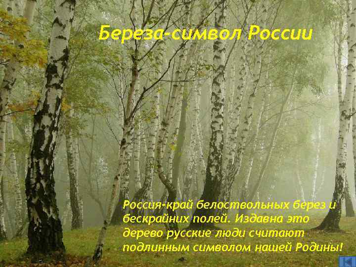 Береза-символ России Россия-край белоствольных берез и бескрайних полей. Издавна это дерево русские люди считают