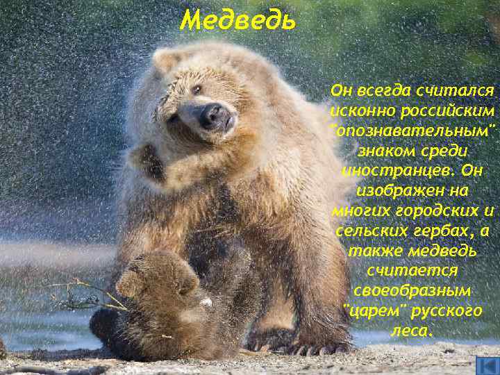 Медведь Он всегда считался исконно российским 