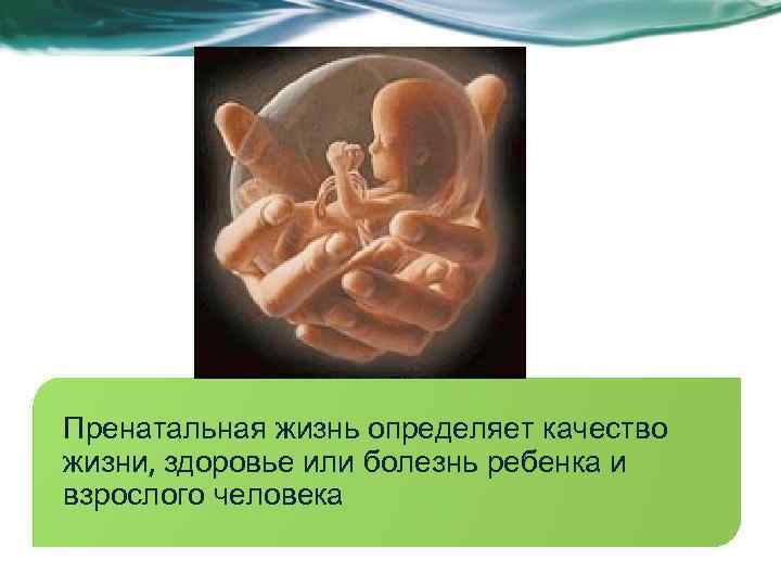 Пренатальная жизнь определяет качество жизни, здоровье или болезнь ребенка и взрослого человека 