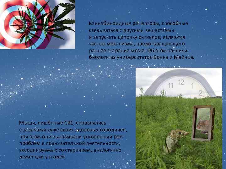 Каннабиноидные рецепторы, способные связываться с другими веществами и запускать цепочку сигналов, являются частью механизма,