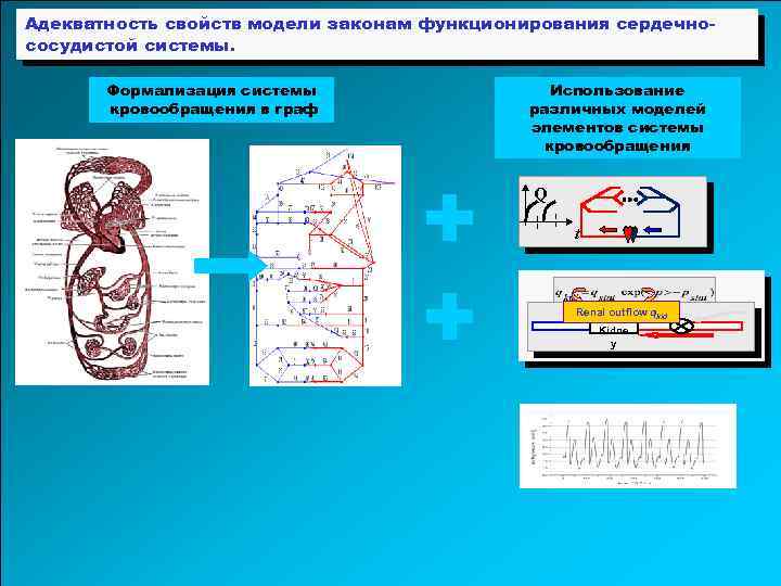 Адекватность свойств модели законам функционирования сердечнососудистой системы. Формализация системы кровообращения в граф + +