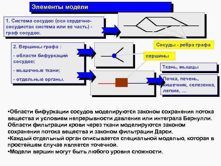 Элементы модели 1. Система сосудов (вся сердечнососудистая система или ее часть) граф сосудов. 2.