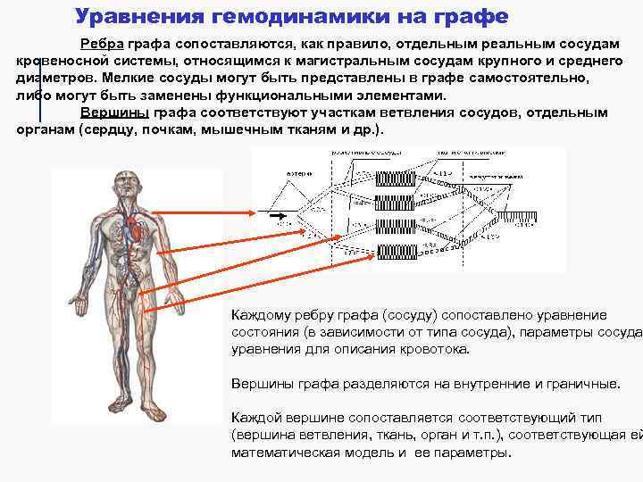 Уравнения гемодинамики на графе Ребра графа сопоставляются, как правило, отдельным реальным сосудам кровеносной системы,