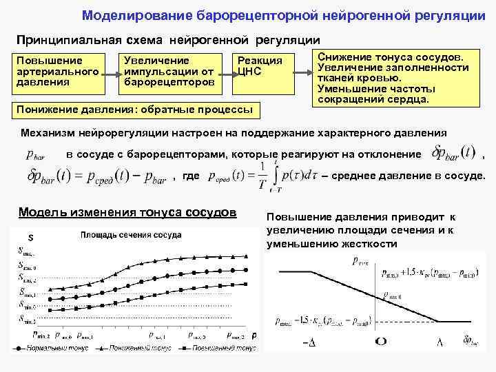 Моделирование барорецепторной нейрогенной регуляции Принципиальная схема нейрогенной регуляции Повышение артериального давления Увеличение импульсации от