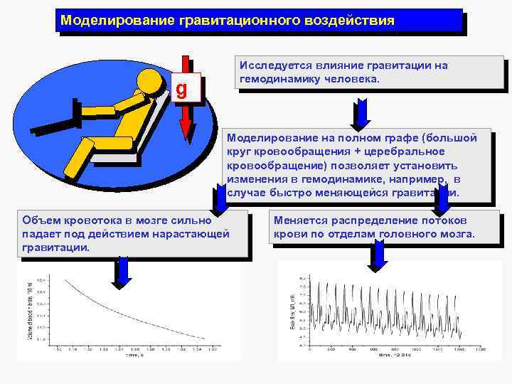 Моделирование гравитационного воздействия Исследуется влияние гравитации на гемодинамику человека. g Моделирование на полном графе