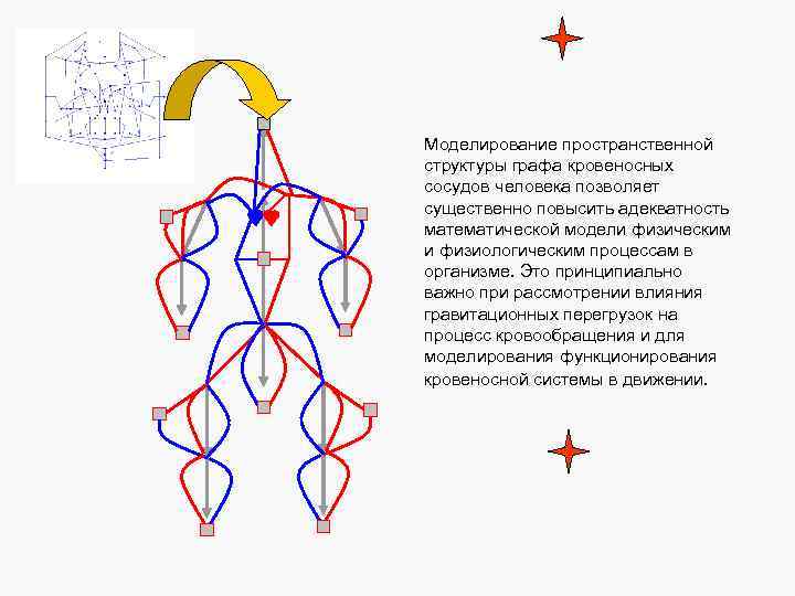 Моделирование пространственной структуры графа кровеносных сосудов человека позволяет существенно повысить адекватность математической модели физическим