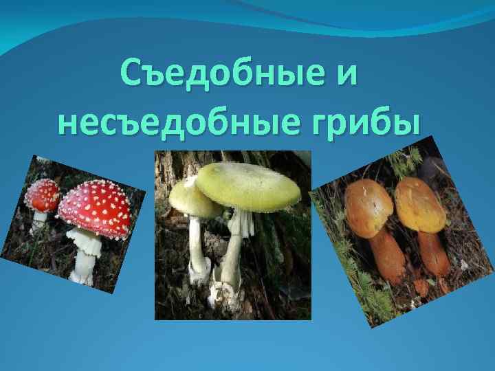 Съедобные и несъедобные грибы 