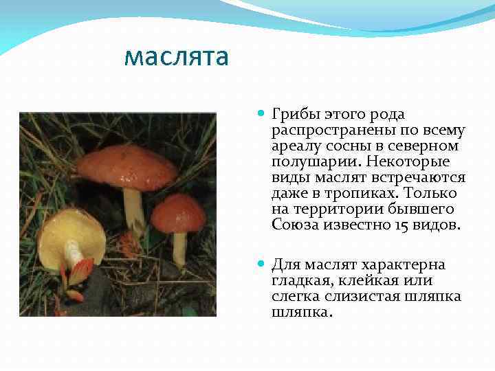 маслята Грибы этого рода распространены по всему ареалу сосны в северном полушарии. Некоторые виды