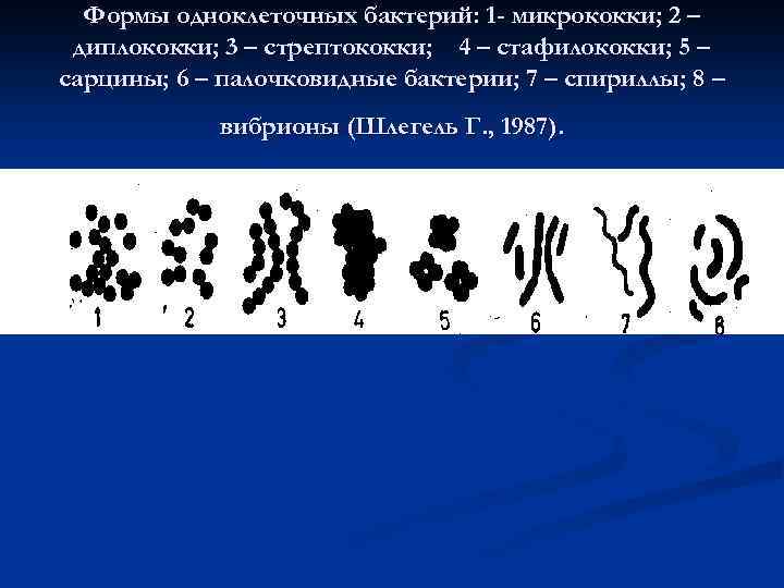 Формы одноклеточных бактерий: 1 - микрококки; 2 – диплококки; 3 – стрептококки; 4 –