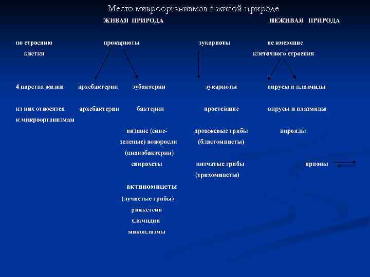 Место микроорганизмов в живой природе 