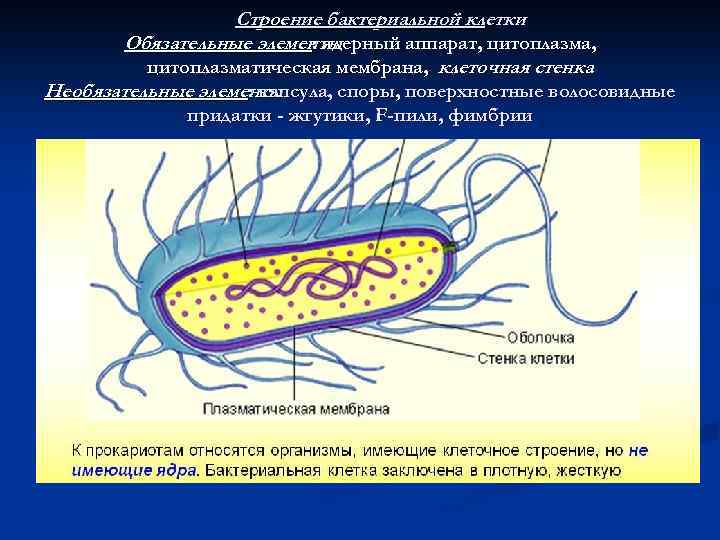 Ядерное вещество у бактерий расположено в. Производные микробной клетки споры капсулы жгутики. Ядерный материал у бактерий микробиология. Строение бактериальной клетки. Структура бактериальной клетки.