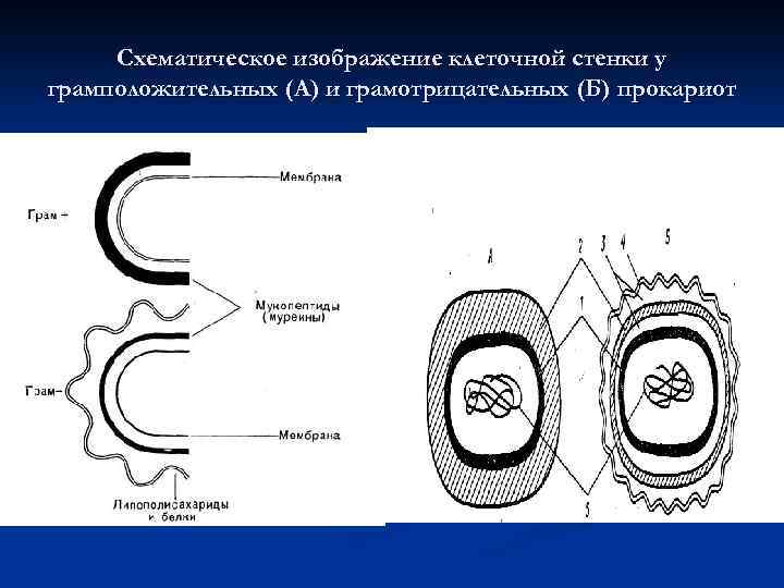 Схематическое изображение клеточной стенки у грамположительных (А) и грамотрицательных (Б) прокариот 