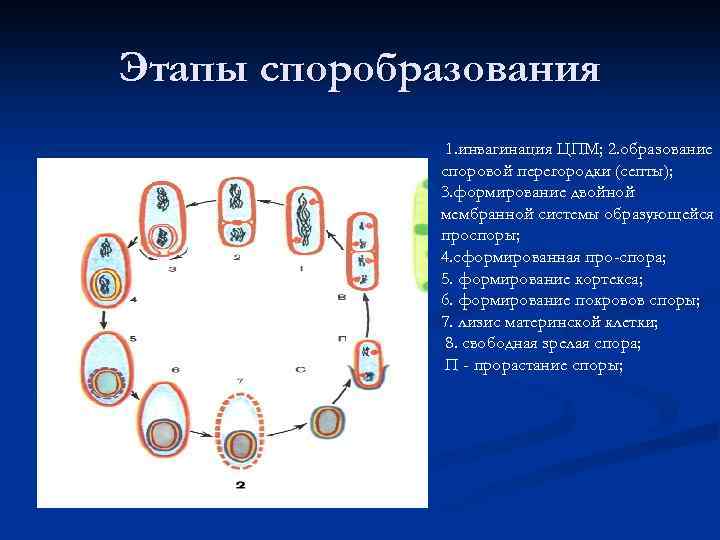 Стадии развития спора. Этапы спорообразования у бактерий микробиология. Процесс спорообразования у бактерий. Процесс спорообразования микробиология. Стадии спорообразования у бактерий.