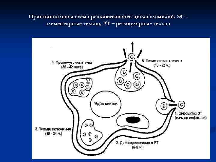 Принципиальная схема репликативного цикла хламидий. ЭГ элементарные тельца, РТ – ретикулярные тельца 