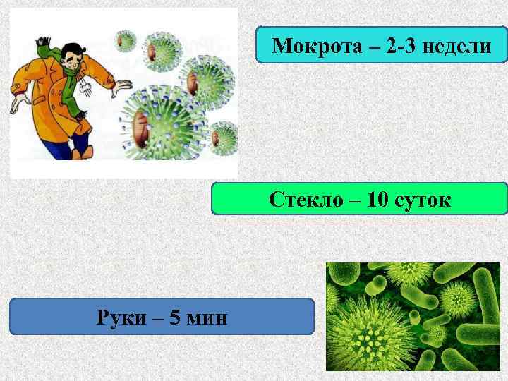 Мокрота – 2 -3 недели Стекло – 10 суток Руки – 5 мин 