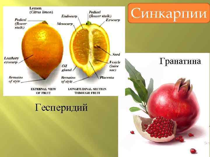 Синкарпии Гранатина Гесперидий 