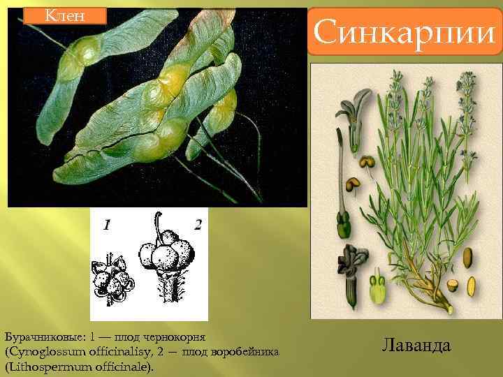 Клен Бурачниковые: 1 — плод чернокорня (Cynoglossum officinalisy, 2 — плод воробейника (Lithospermum officinale).