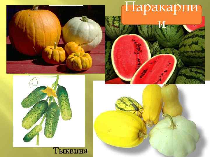 Паракарпи и Тыквина 