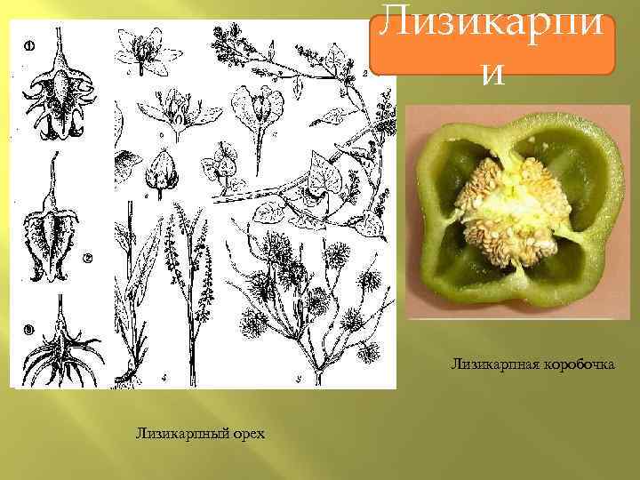 Лизикарпи и Лизикарпная коробочка Лизикарпный орех 