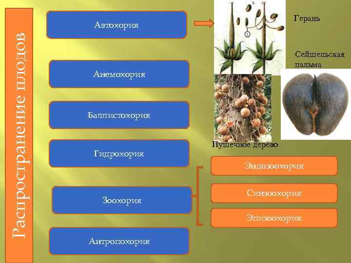 Герань Распространение плодов Автохория Сейшельская пальма Анемохория Баллистохория Гидрохория Пушечное дерево Эндозоохория Зоохория Синзоохория