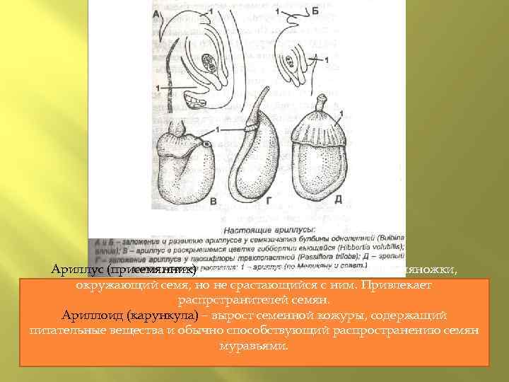 Ариллус (присемянник) – сочный, окрашенный вырост семяножки, окружающий семя, но не срастающийся с ним.