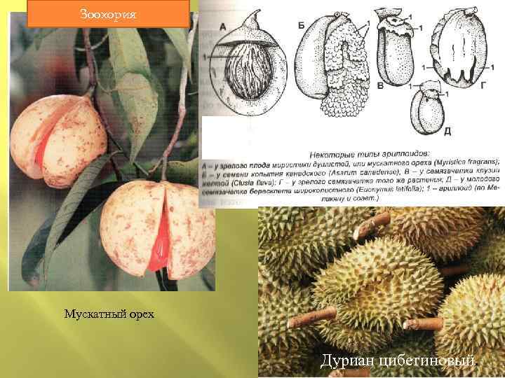 Зоохория Мускатный орех Дуриан цибетиновый. 