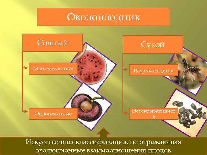 Околоплодник Сочный Сухой Многосемянные Вскрывающиеся Односемянные Невскрывающиес я Искусственная классификация, не отражающая эволюционные взаимоотношения