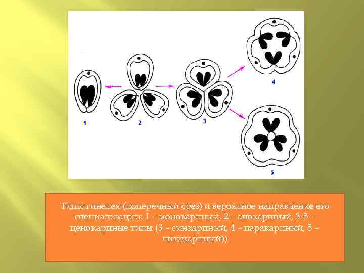 Типы гинецея (поперечный срез) и вероятное направление его специализации: 1 – монокарпный, 2 –