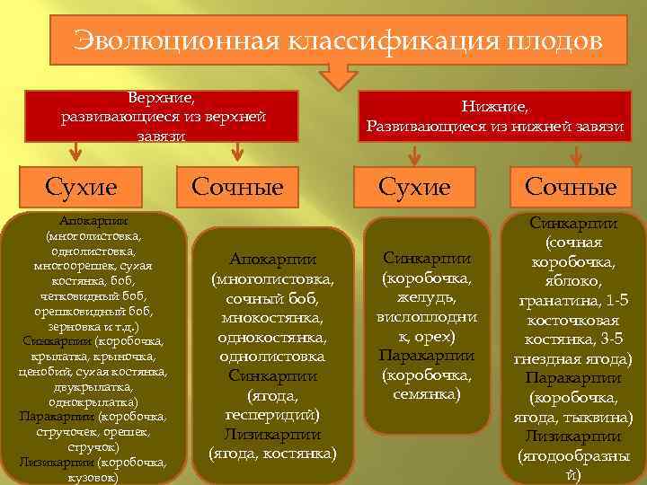 Эволюционная классификация плодов Верхние, развивающиеся из верхней завязи Сухие Апокарпии (многолистовка, однолистовка, многоорешек, сухая