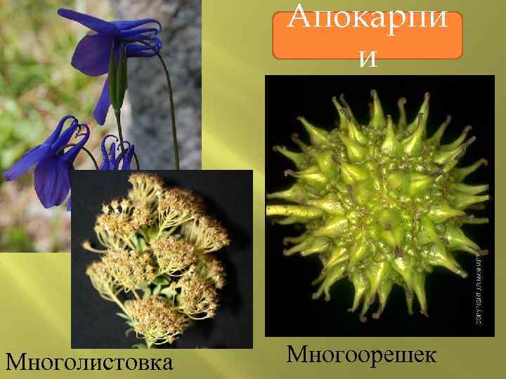 Апокарпи и Многолистовка Многоорешек 