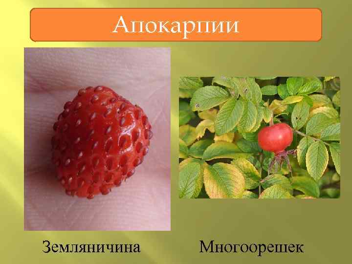 Апокарпии Земляничина Многоорешек 