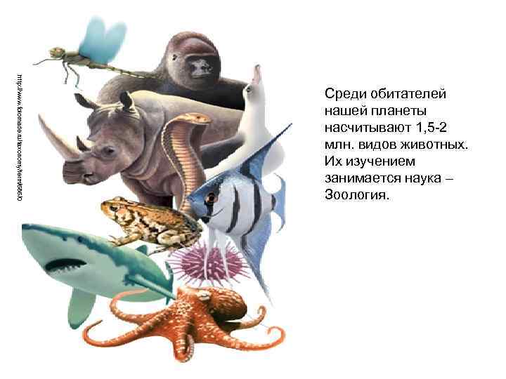 http: //www. folomade. ru/taxonomy/term/686/0 Среди обитателей нашей планеты насчитывают 1, 5 -2 млн. видов