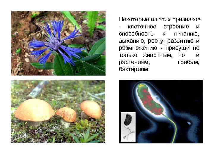 Некоторые из этих признаков - клеточное строение и способность к питанию, дыханию, росту, развитию