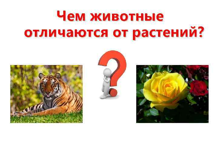 Чем животные отличаются от растений? 