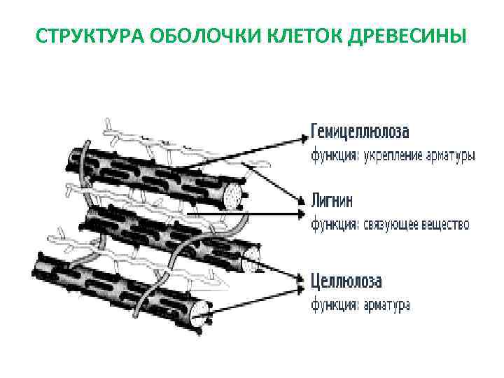 Состав клетки древесины. Строение клетки древесины. Клеточная структура древесины. Строение клеточной стенки древесины. Древесина структура клеток.