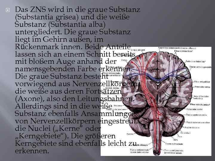  Das ZNS wird in die graue Substanz (Substantia grisea) und die weiße Substanz