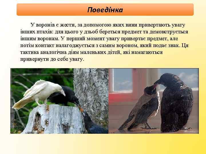 Поведінка У воронів є жести, за допомогою яких вини привертають увагу інших птахів: для