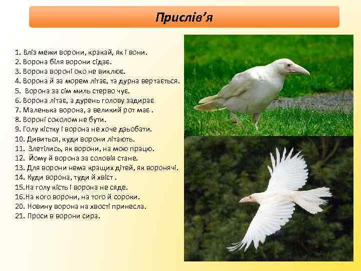 Прислів’я 1. Вліз межи ворони, кракай, як і вони. 2. Ворона біля ворони сідає.