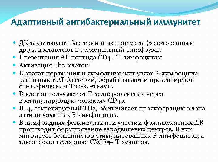 Адаптивный антибактериальный иммунитет ДК захватывают бактерии и их продукты (экзотоксины и др. ) и