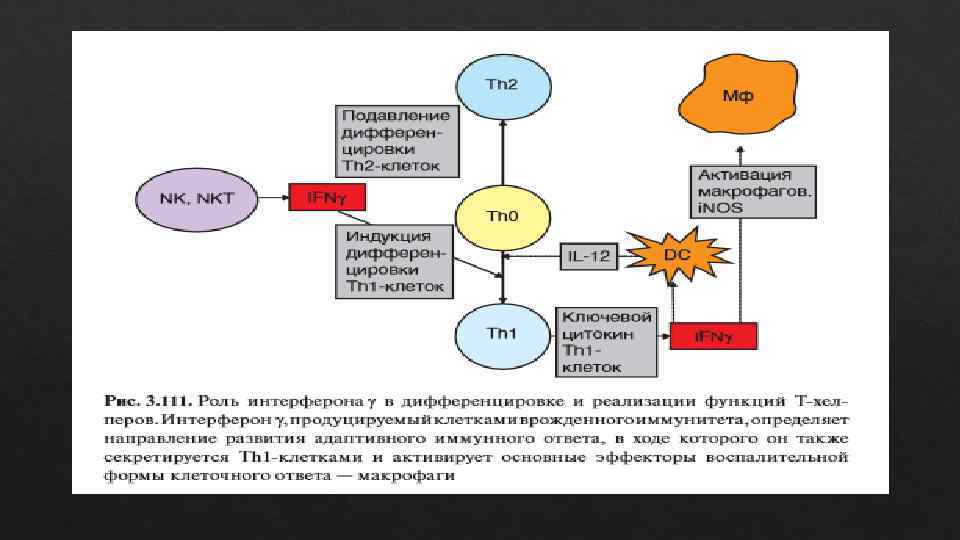 Схема th1 ответа