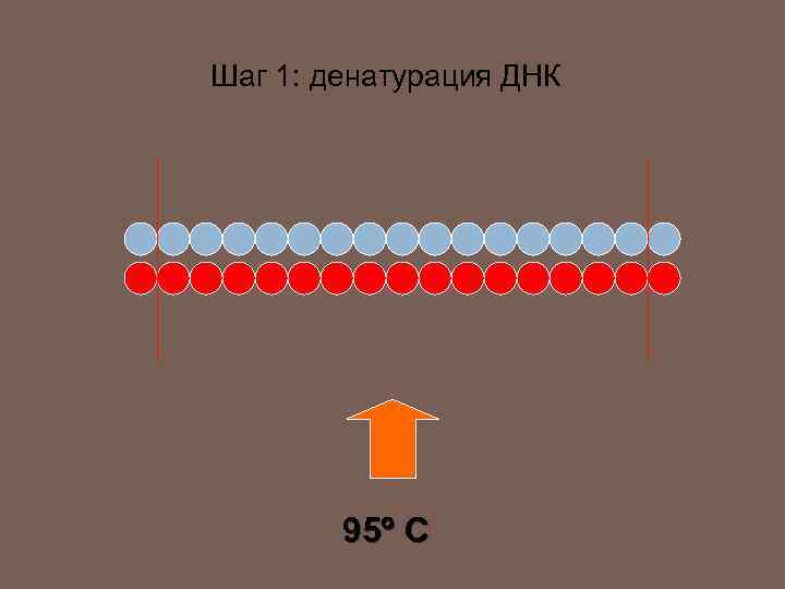 Шаг 1: денатурация ДНК 95 C 