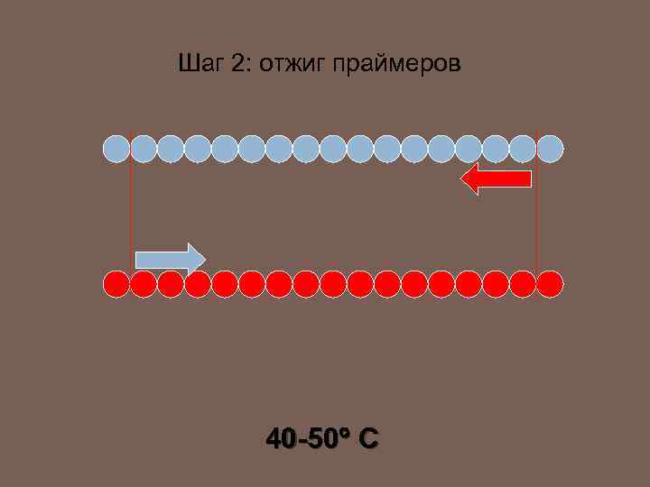 Шаг 2: отжиг праймеров 40 -50 C 