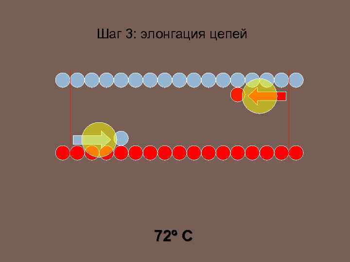 Шаг 3: элонгация цепей 72 C 