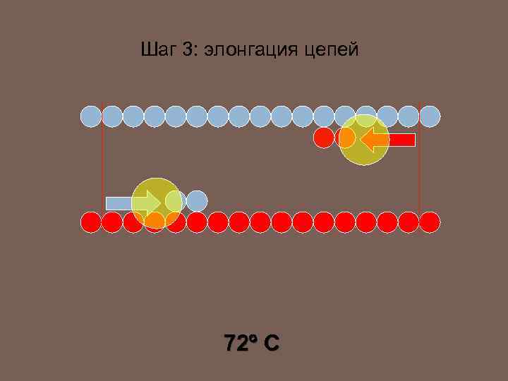 Шаг 3: элонгация цепей 72 C 