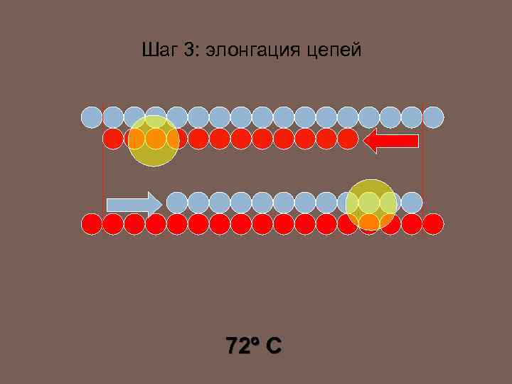 Шаг 3: элонгация цепей 72 C 