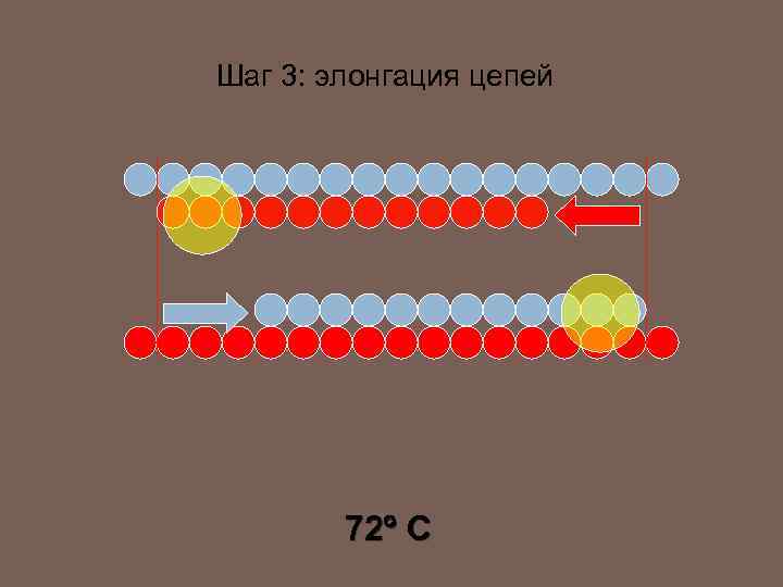 Шаг 3: элонгация цепей 72 C 